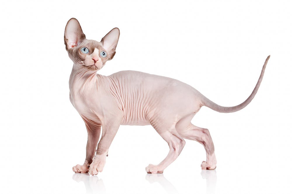 Sphynx