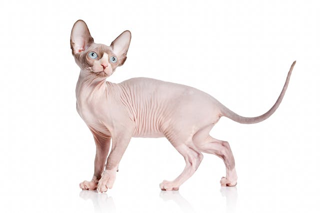 Sphynx