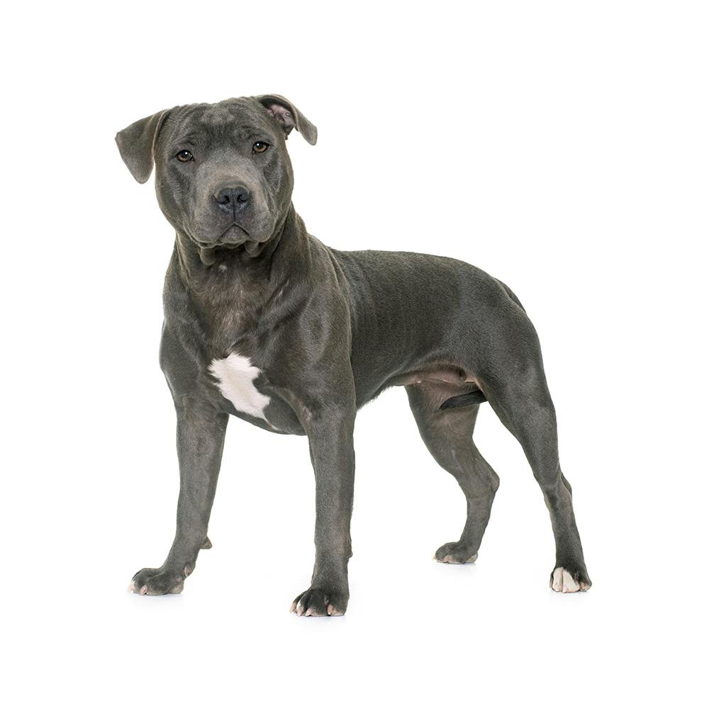 Staffordshire Bull Terrier