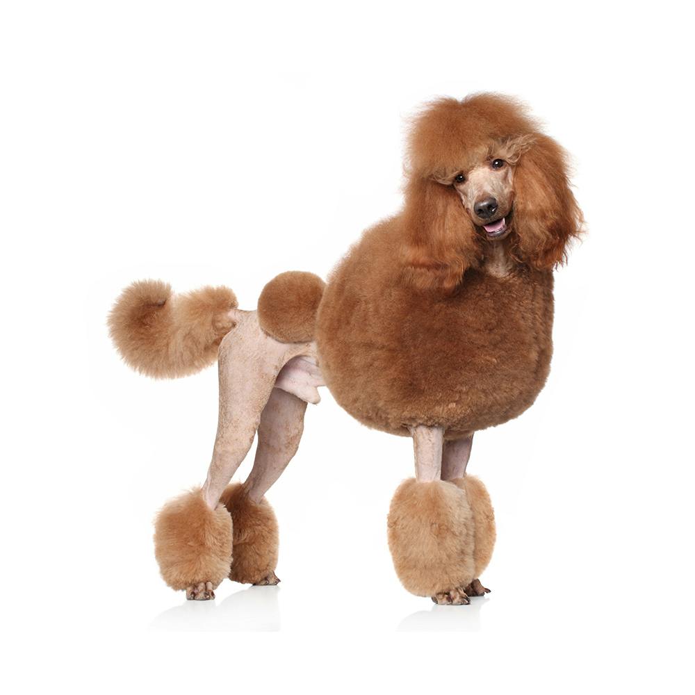 Standard Poodle