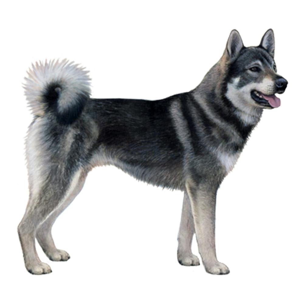 Swedish Elkhound