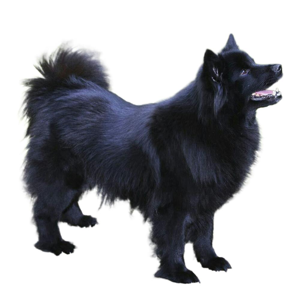 Swedish Lapphund