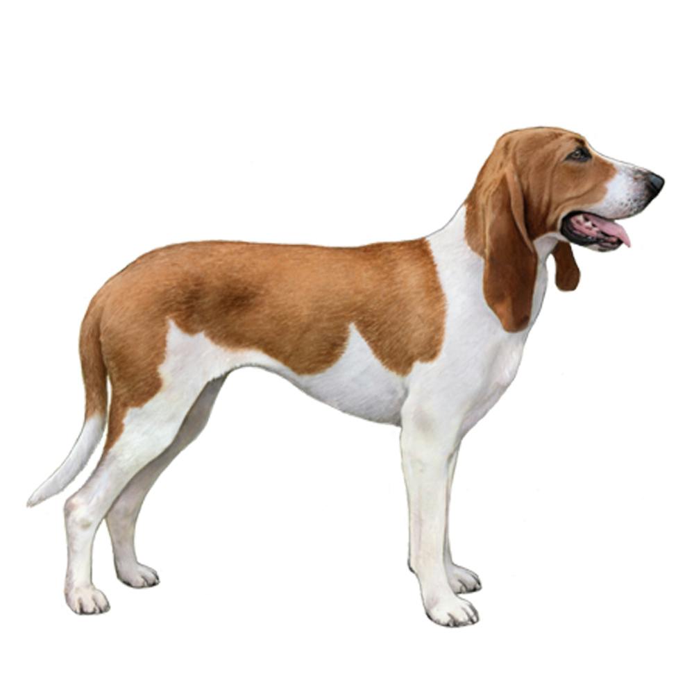 Swiss Hound