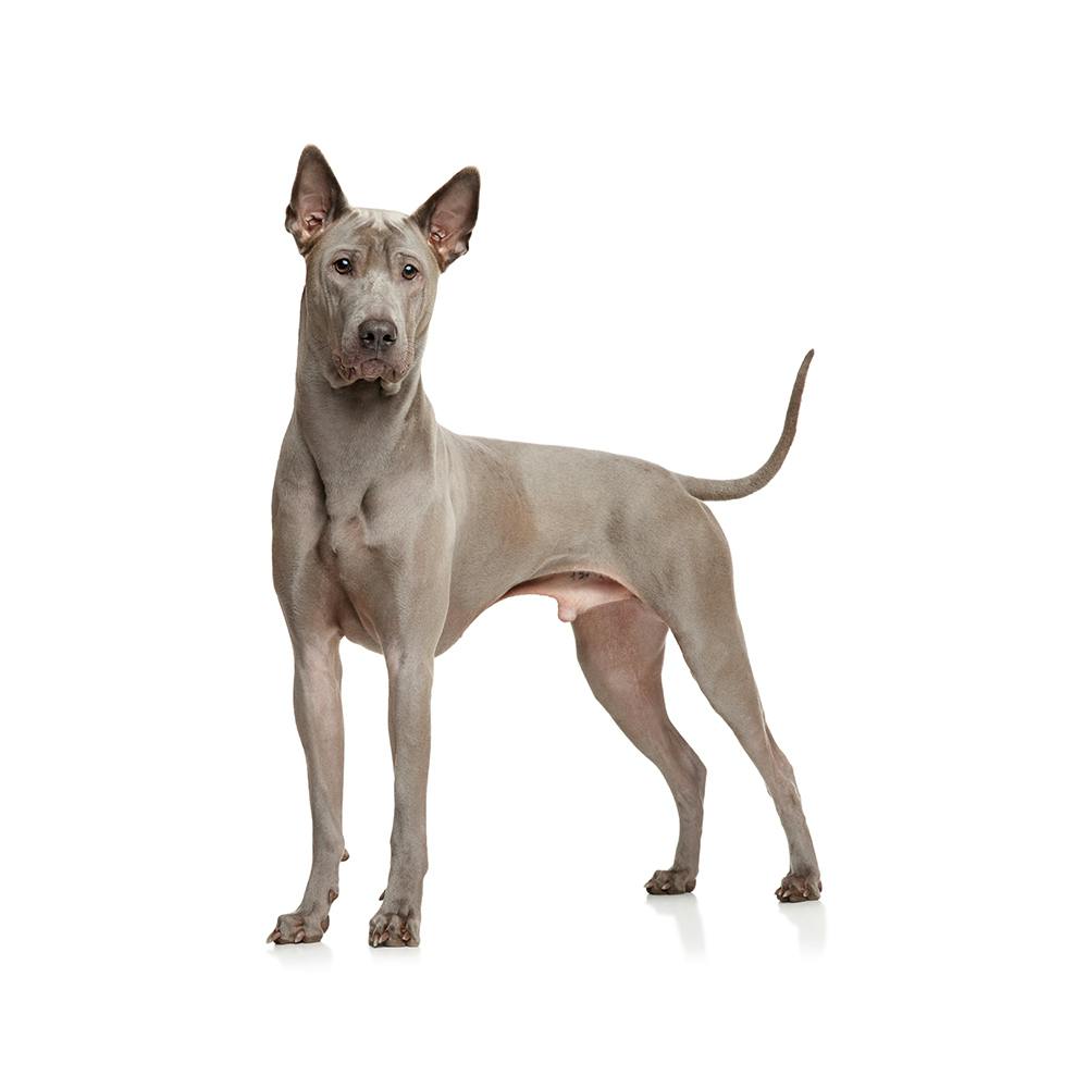 Thai Ridgeback