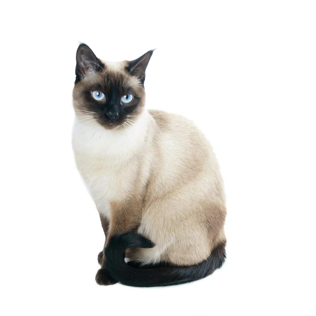 Thai Siamese 