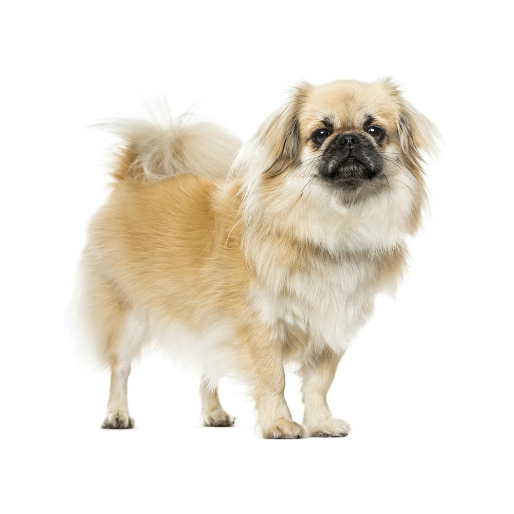 Tibetan Spaniel