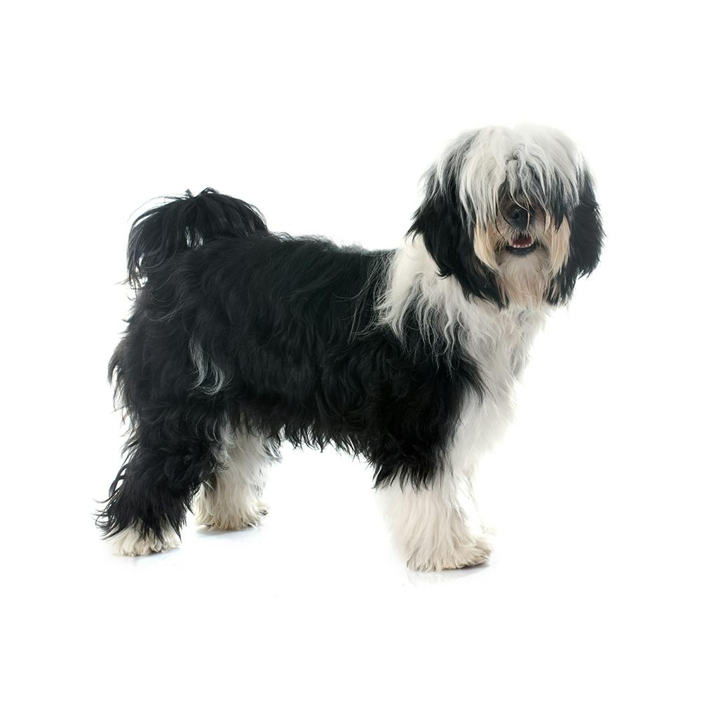 Tibetan Terrier