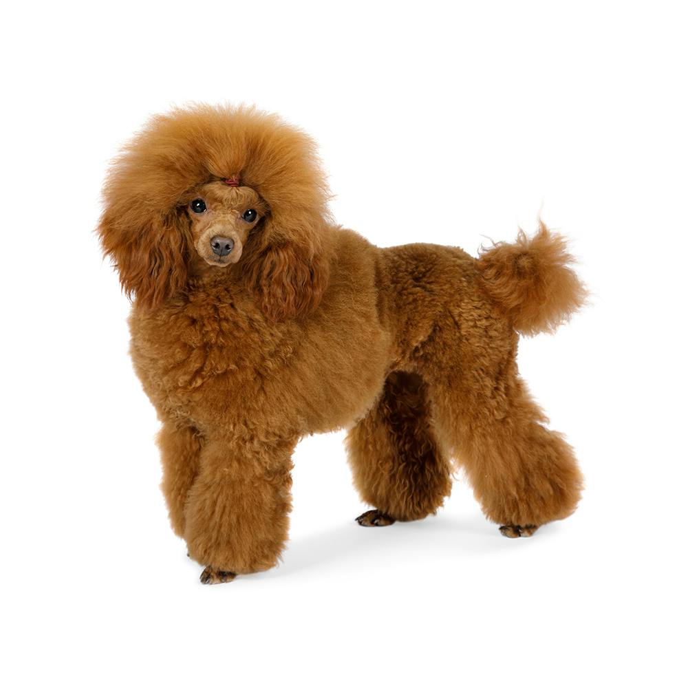 Toy Poodle