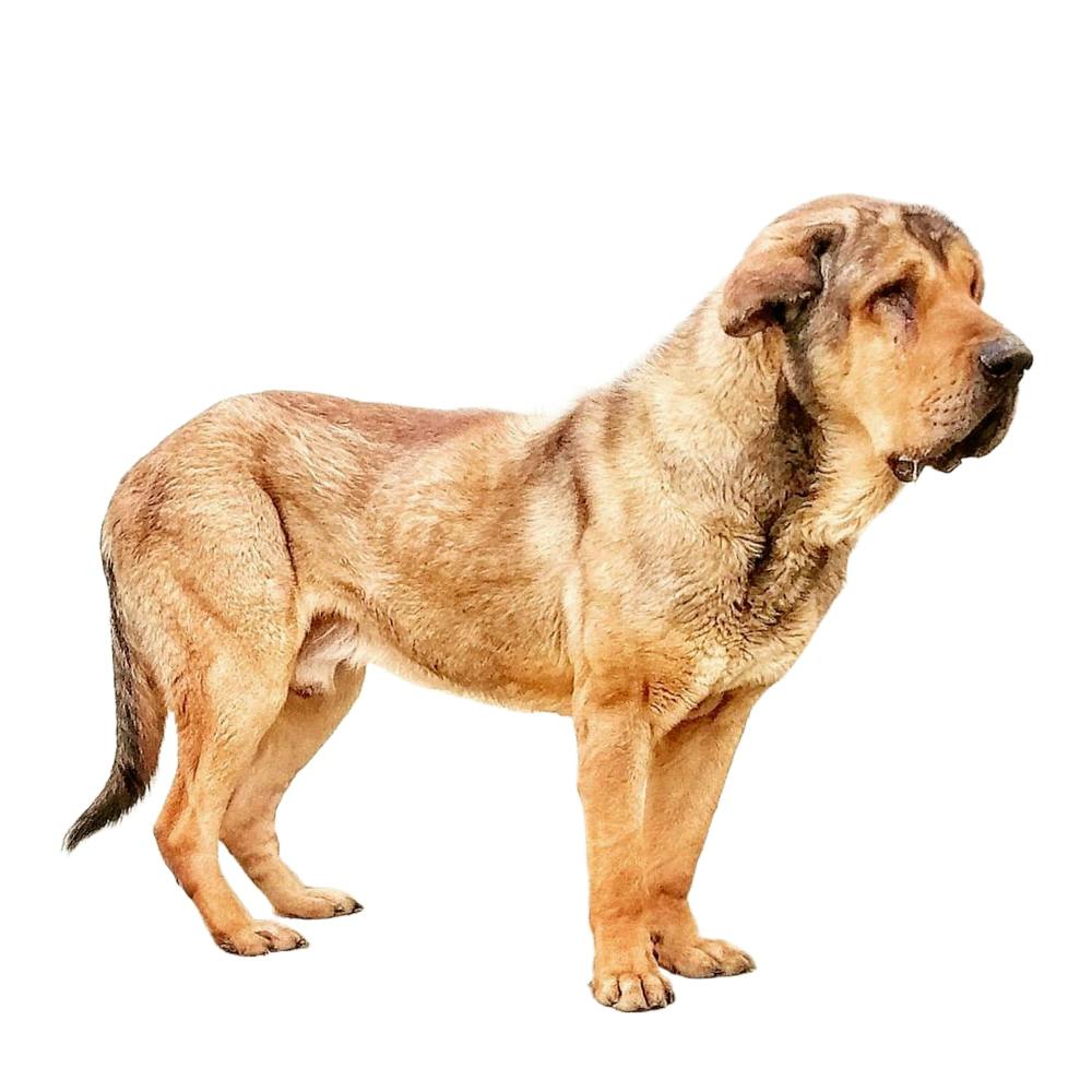 Turkish Mastiff