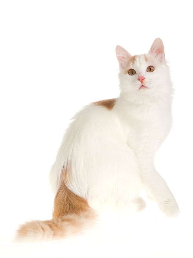 Turkish Van