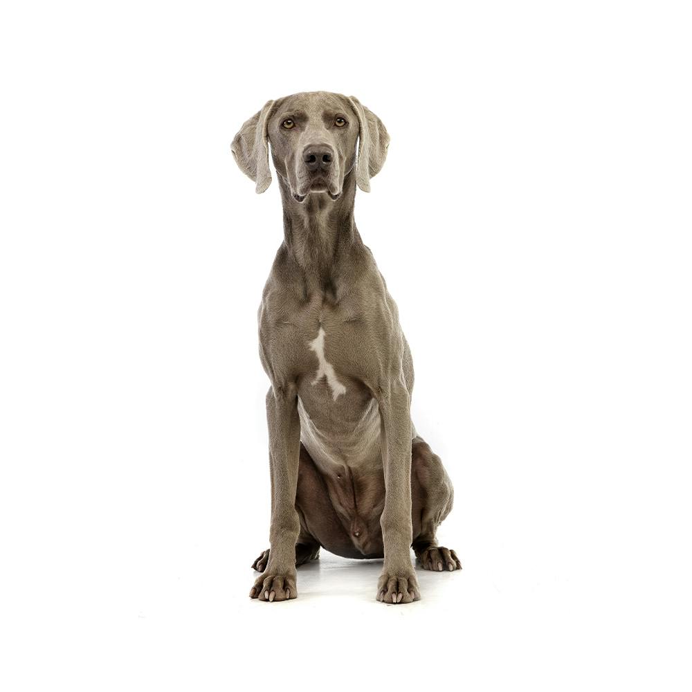 Weimaraner