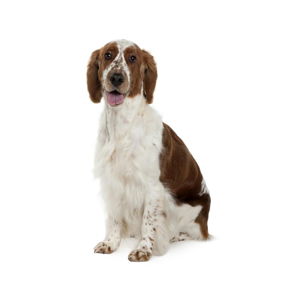 Welsh Springer Spaniel