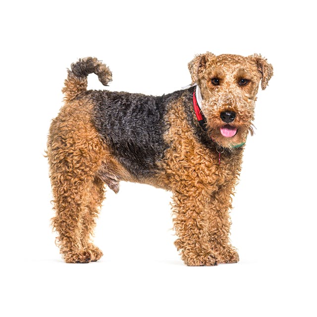 Welsh Terrier