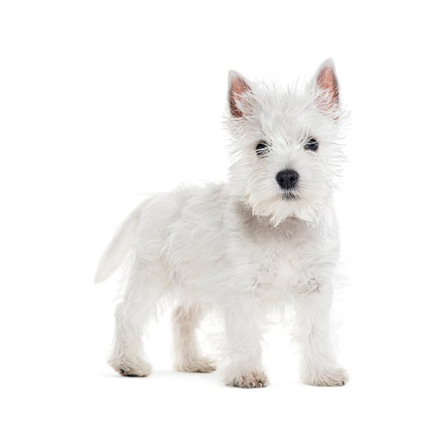 West Highland White Terrier