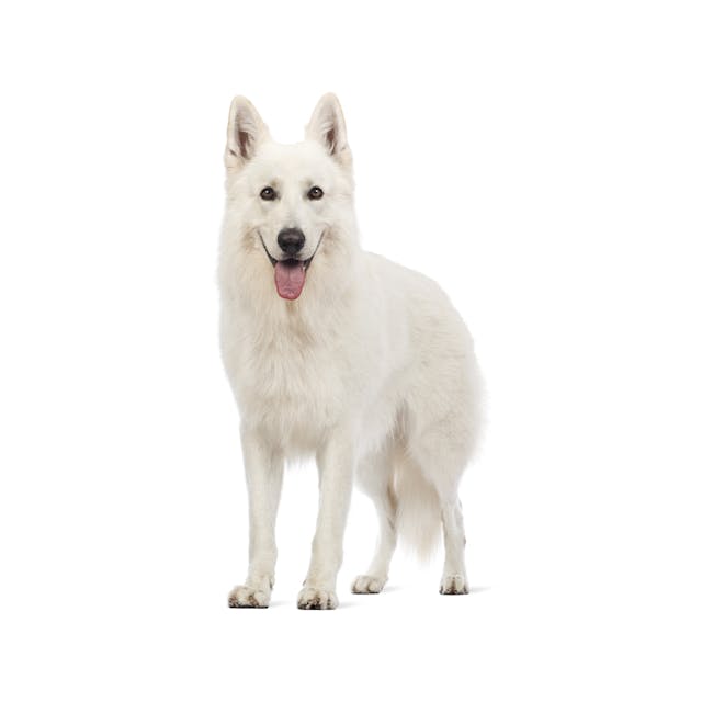 White Swiss Shepherd Dog