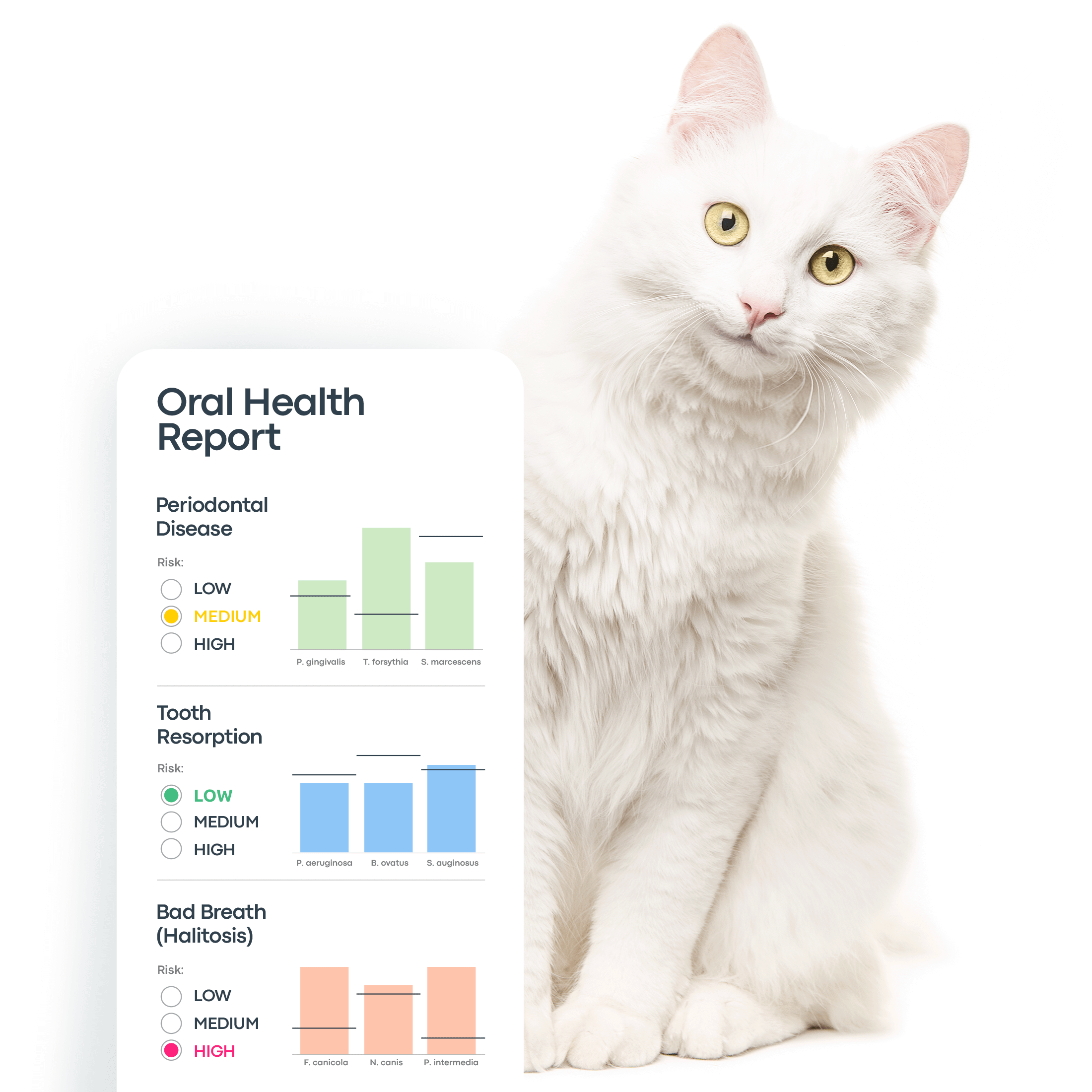 IMG PDP WGS Dental disease is a reality for most cats.