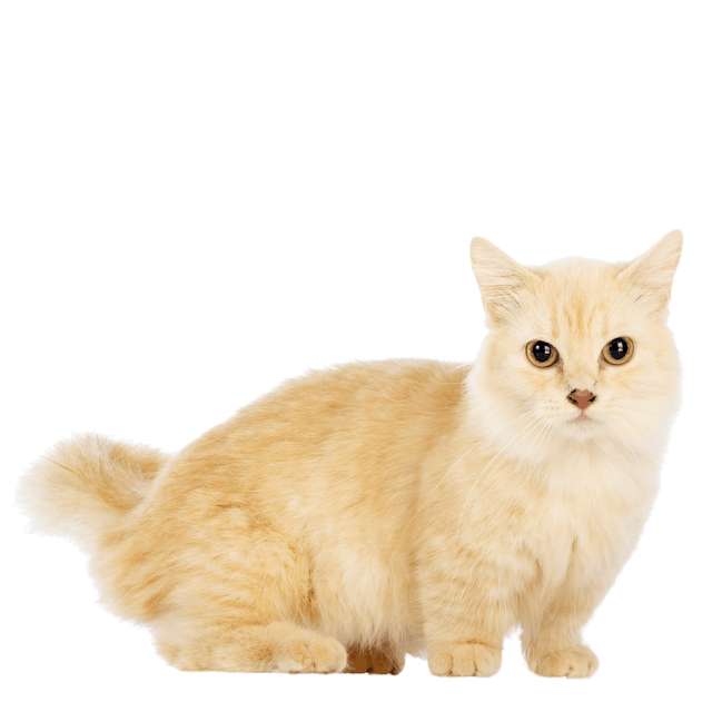 Munchkin Cat